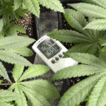 Ideal Temperature For Marijuana Plants
