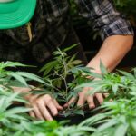 The 7 Easy Steps of Growing Marijuana