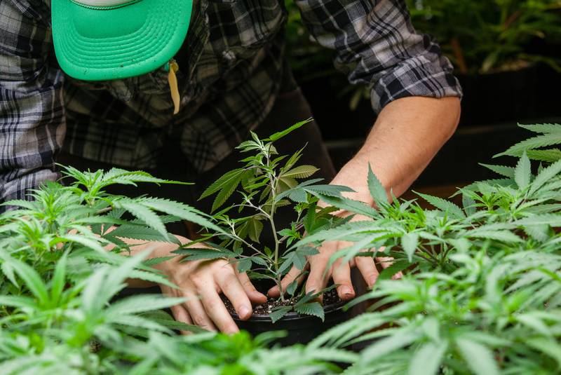 The 7 Easy Steps of Growing Marijuana